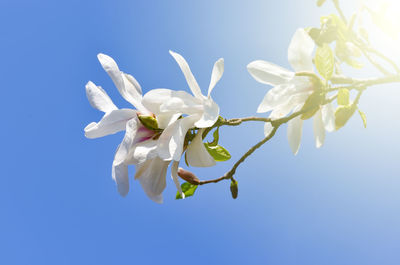 Low angle view of white flowering plant against clear blue sky