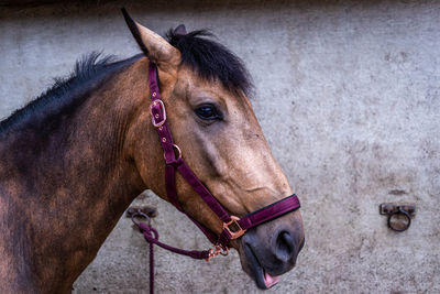 Close-up of horse pura raza española