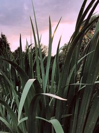 Close-up of plants growing on field against sky