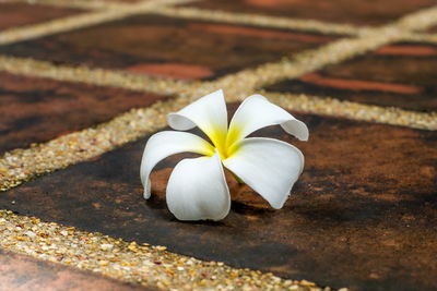 Close-up of white flower