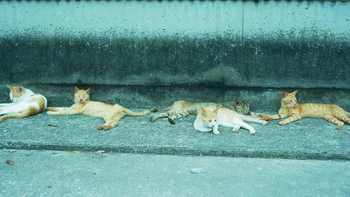 Cats lying roadside