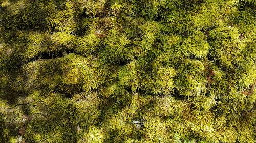 Full frame shot of trees in forest