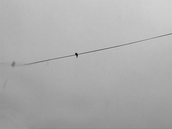 Low angle view of birds perching on cable