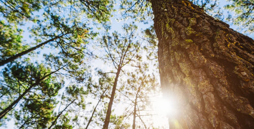 Low angle view of trees against sky