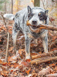 Portrait of dog in forest