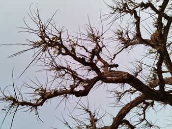 Low angle view of bare tree against sky