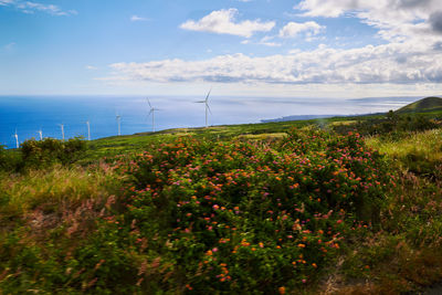 Plants growing on field by sea against sky