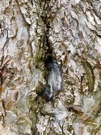 Full frame shot of tree trunk