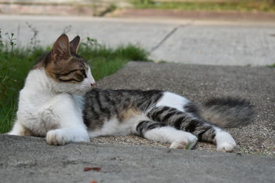 Close-up of cat resting on footpath