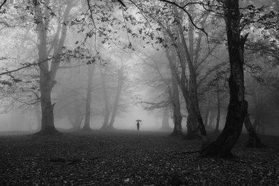 Trees on field in forest