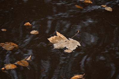 High angle view of maple leaves floating on lake