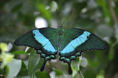 Close-up of butterfly on leaf