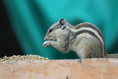 Close-up of squirrel eating