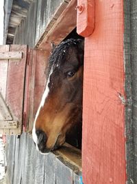 Close-up of horse in stable