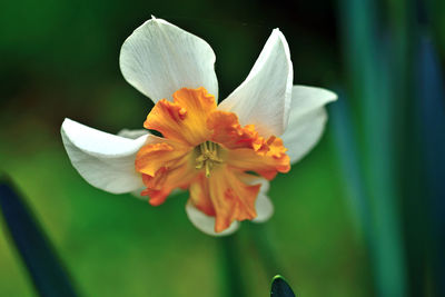 Close-up of white flowering plant