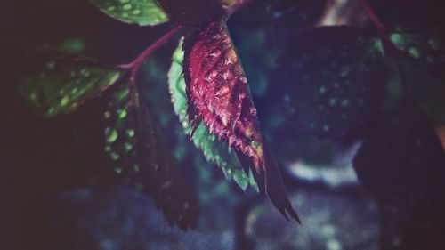 Close-up of wet spider on plant