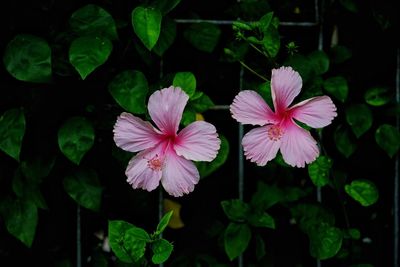 Close-up of pink flowers blooming outdoors