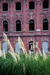 Plants growing on old building