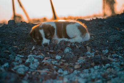 View of a dog resting