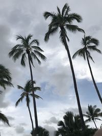 Low angle view of palm trees against sky