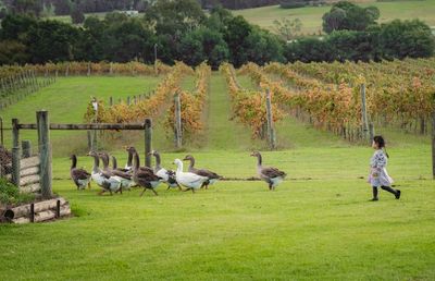 People walking on grassy field