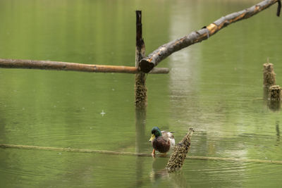 Bird perching on a lake