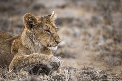 Lion cub in forest