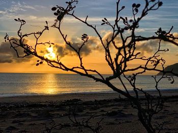 Silhouette tree on beach against sky during sunset