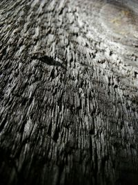 Full frame shot of tree trunk