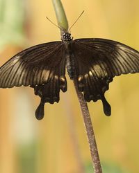 Close-up of butterfly on flower