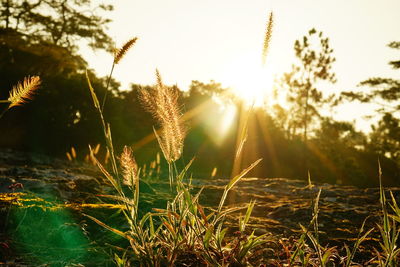 Close-up of stalks against sky during sunset