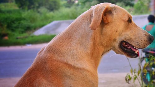 Close-up of dog looking away