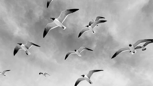 bird