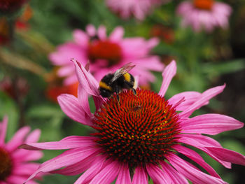 Close-up of bee pollinating on pink flower