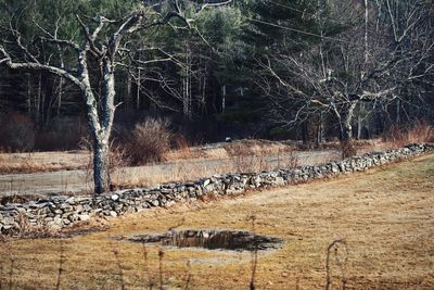 Panoramic shot of trees on field