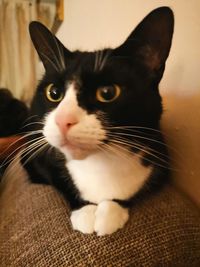 Close-up portrait of a cat
