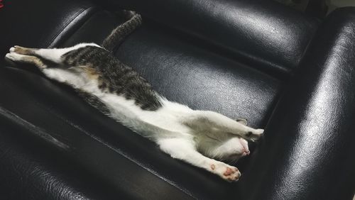 High angle view of cat sleeping on seat