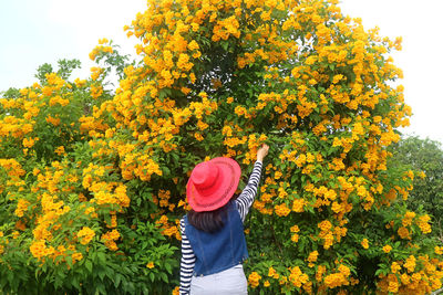 Woman touching a bunch of beautiful trumpetbush flowers blooming on the tree