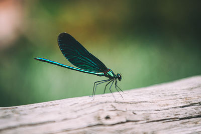 Close-up of dragonfly on leaf