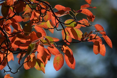 Low angle view of tree against sky during autumn