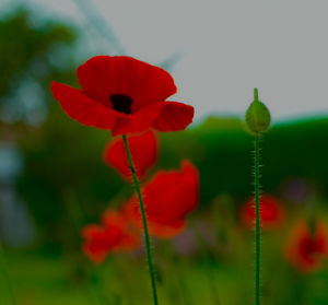 Close-up of red poppy flower