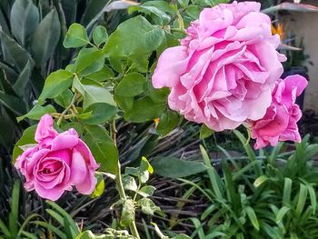 Close-up of pink rose