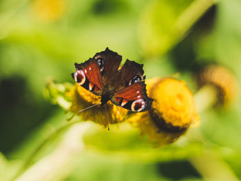 Close-up of butterfly pollinating on flower