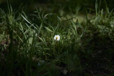 Close-up of flowering plants on field