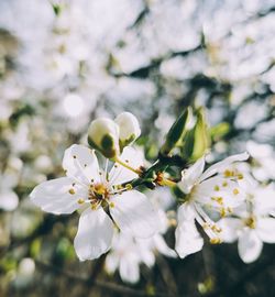 Close-up of white flowers