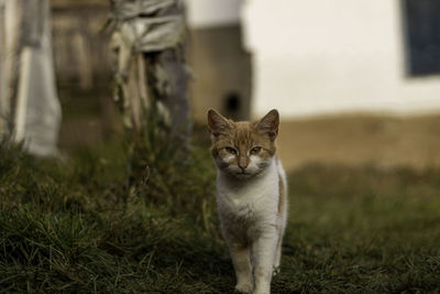 Portrait of cat on field