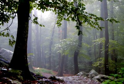 Trees in forest