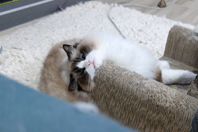 High angle portrait of a cat