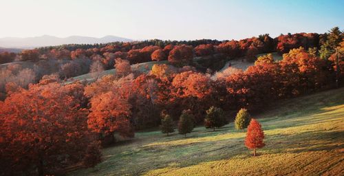 Trees on countryside landscape