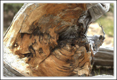 Close-up of tree stump